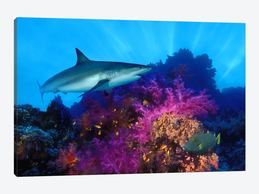 Caribbean Reef shark (Carcharhinus perezi) and Soft corals in the ocean by Panoramic Images 1-piece Art Print