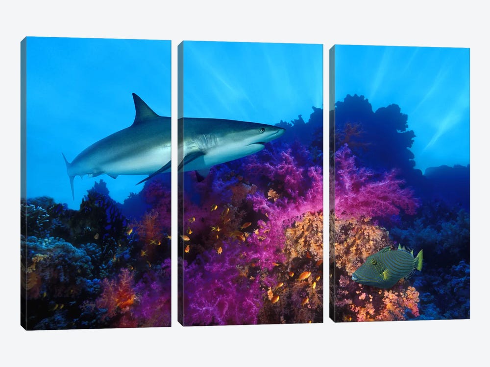 Caribbean Reef shark (Carcharhinus perezi) and Soft corals in the ocean by Panoramic Images 3-piece Canvas Art Print