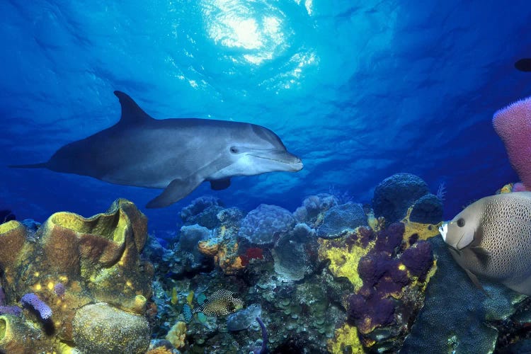 Bottle-Nosed dolphin (Tursiops truncatus) and Gray angelfish (Pomacanthus arcuatus) on coral reef in the sea