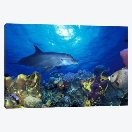 Bottle-Nosed dolphin (Tursiops truncatus) and Gray angelfish (Pomacanthus arcuatus) on coral reef in the sea Canvas Print #PIM7684} by Panoramic Images Canvas Wall Art