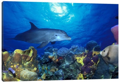 Bottle-Nosed dolphin (Tursiops truncatus) and Gray angelfish (Pomacanthus arcuatus) on coral reef in the sea Canvas Art Print
