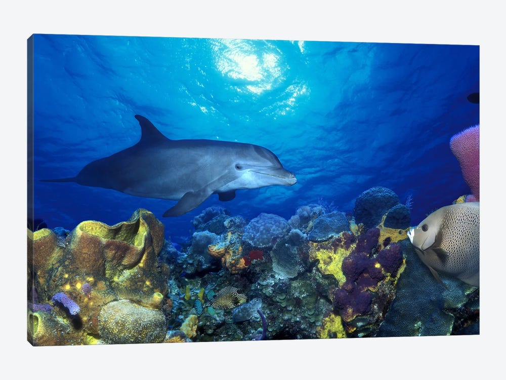 Bottle-Nosed dolphin (Tursiops truncatus) and Gray angelfish (Pomacanthus arcuatus) on coral reef in the sea by Panoramic Images 1-piece Canvas Art