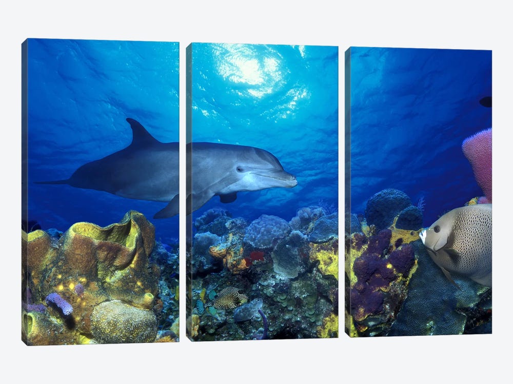 Bottle-Nosed dolphin (Tursiops truncatus) and Gray angelfish (Pomacanthus arcuatus) on coral reef in the sea by Panoramic Images 3-piece Canvas Wall Art