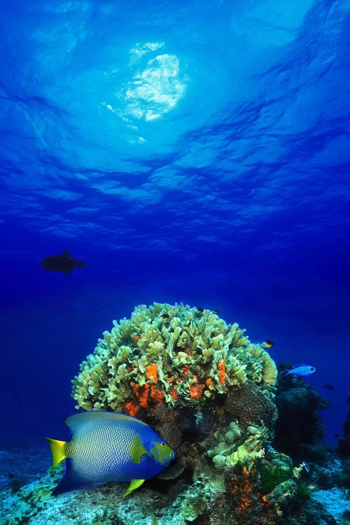 Queen angelfish (Holacanthus ciliaris) and Blue chromis (Chromis cyanea) with Black Durgon in the sea