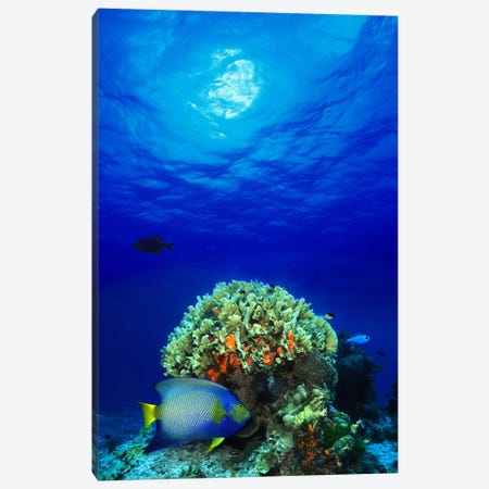 Queen angelfish (Holacanthus ciliaris) and Blue chromis (Chromis cyanea) with Black Durgon in the sea Canvas Print #PIM7685} by Panoramic Images Canvas Art