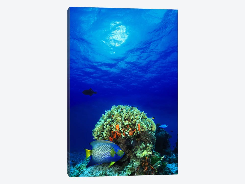 Queen angelfish (Holacanthus ciliaris) and Blue chromis (Chromis cyanea) with Black Durgon in the sea by Panoramic Images 1-piece Canvas Print