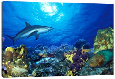 Caribbean Reef shark (Carcharhinus perezi) Rainbow Parrotfish (Scarus guacamaia) in the sea Canvas Art Print - Shark Art