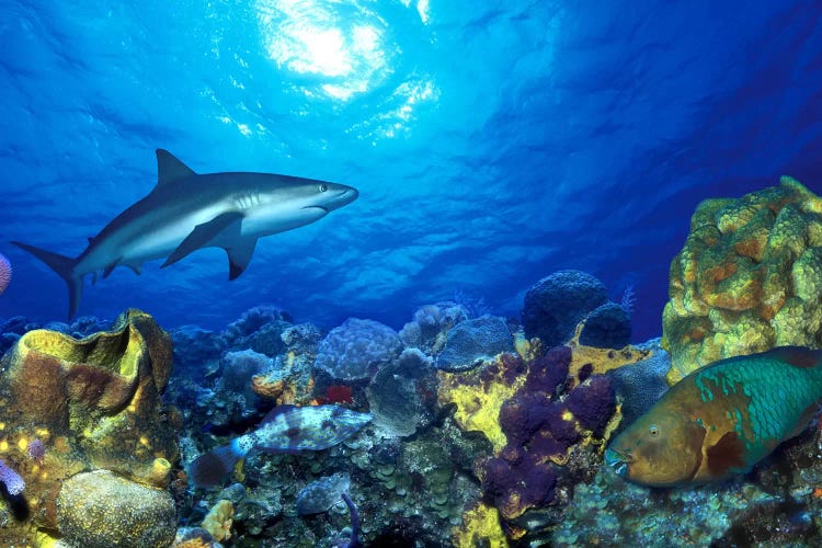 Caribbean Reef shark (Carcharhinus perezi) Rainbow Parrotfish (Scarus guacamaia) in the sea