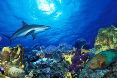 Reef Sharks