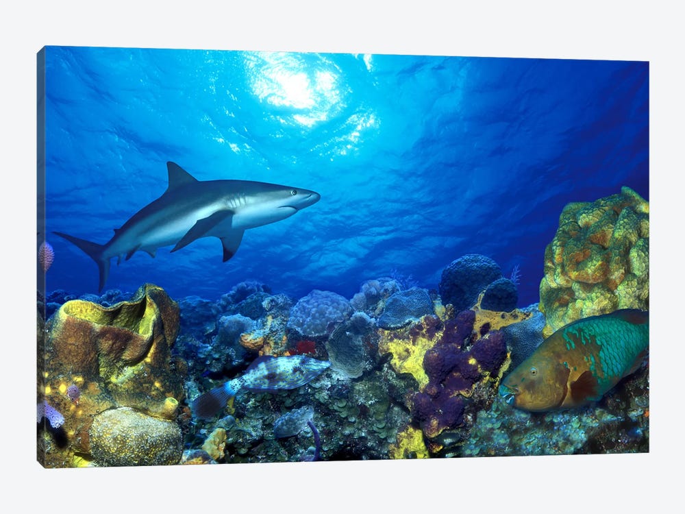 Caribbean Reef shark (Carcharhinus perezi) Rainbow Parrotfish (Scarus guacamaia) in the sea by Panoramic Images 1-piece Canvas Wall Art
