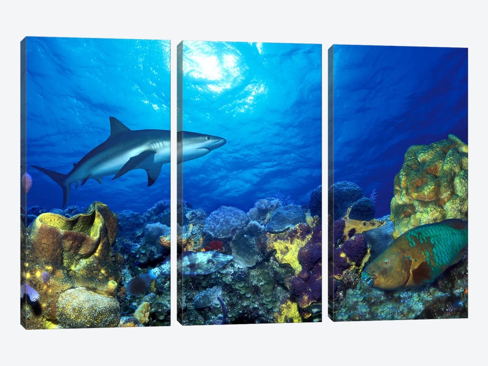 Caribbean Reef shark (Carcharhinus perezi) Rainbow Parrotfish (Scarus guacamaia) in the sea by Panoramic Images 3-piece Canvas Wall Art