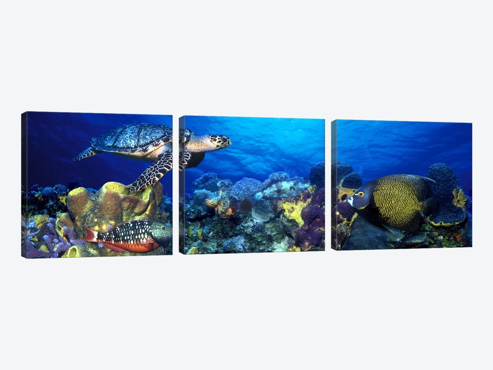 Hawksbill turtle (Eretmochelys Imbricata) and French angelfish (Pomacanthus paru) with Stoplight Parrotfish (Sparisoma viride) by Panoramic Images 3-piece Art Print
