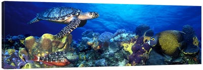 Hawksbill turtle (Eretmochelys Imbricata) and French angelfish (Pomacanthus paru) with Stoplight Parrotfish (Sparisoma viride) Canvas Art Print - Panoramic Photography