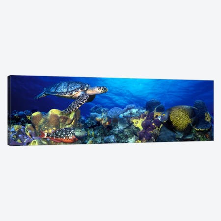 Hawksbill turtle (Eretmochelys Imbricata) and French angelfish (Pomacanthus paru) with Stoplight Parrotfish (Sparisoma viride) Canvas Print #PIM7687} by Panoramic Images Canvas Artwork