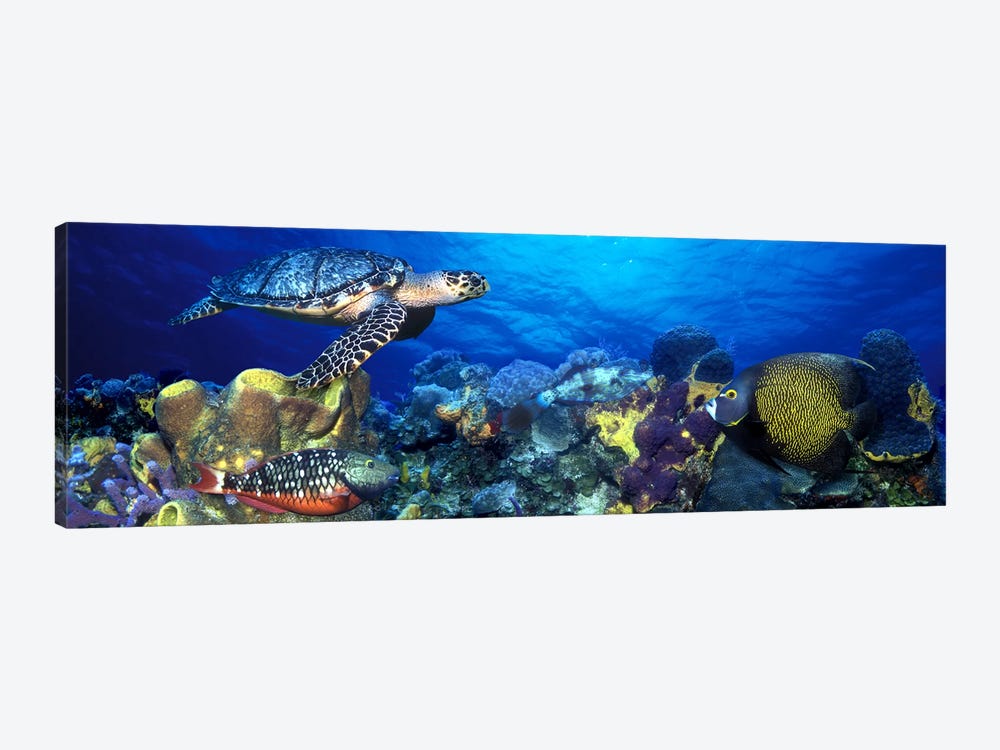 Hawksbill turtle (Eretmochelys Imbricata) and French angelfish (Pomacanthus paru) with Stoplight Parrotfish (Sparisoma viride) by Panoramic Images 1-piece Canvas Print