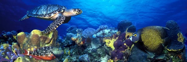 Blue: Hawksbill turtle (Eretmochelys Imbricata) and French angelfish (Pomacanthus paru) with Stoplight Parrotfish (Sparisoma viride) by Panoramic Images