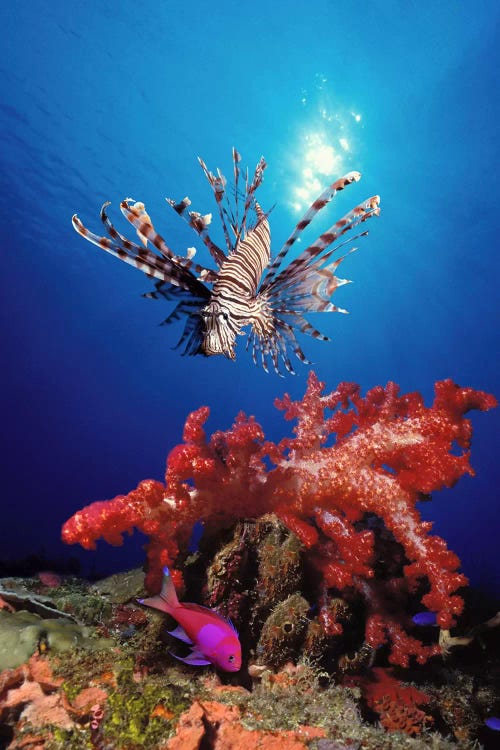 Lionfish (Pteropterus radiata) and Squarespot anthias (Pseudanthias pleurotaenia) with soft corals in the ocean