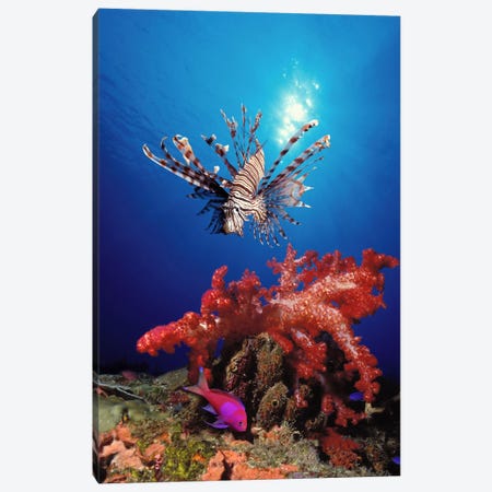 Lionfish (Pteropterus radiata) and Squarespot anthias (Pseudanthias pleurotaenia) with soft corals in the ocean Canvas Print #PIM7688} by Panoramic Images Canvas Art Print