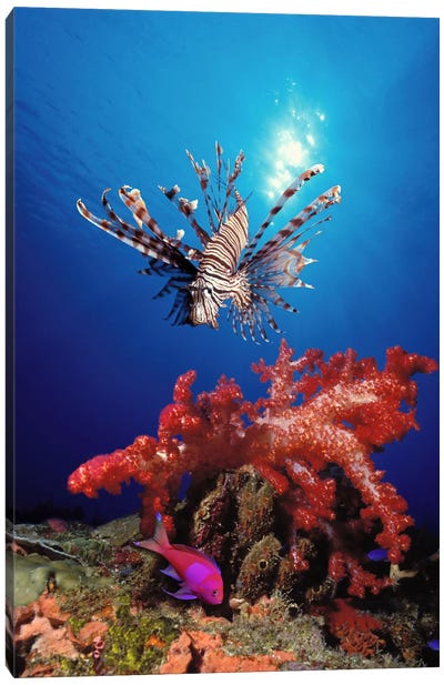 Lionfish (Pteropterus radiata) and Squarespot anthias (Pseudanthias pleurotaenia) with soft corals in the ocean Canvas Art Print - Underwater Art