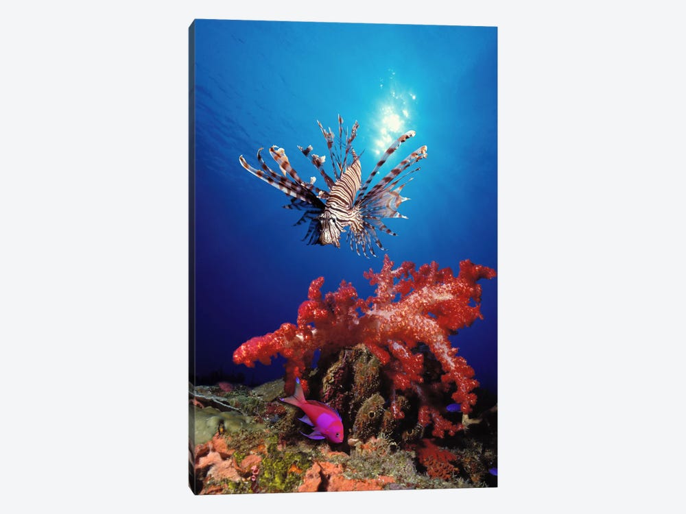 Lionfish (Pteropterus radiata) and Squarespot anthias (Pseudanthias pleurotaenia) with soft corals in the ocean by Panoramic Images 1-piece Canvas Artwork
