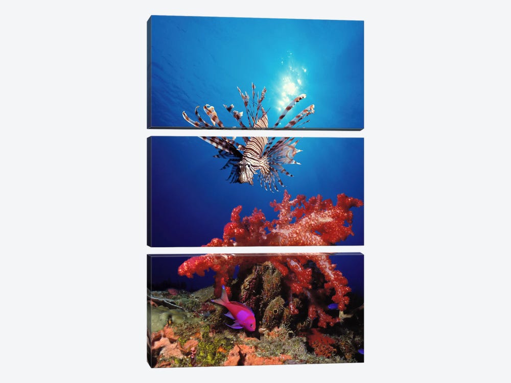 Lionfish (Pteropterus radiata) and Squarespot anthias (Pseudanthias pleurotaenia) with soft corals in the ocean by Panoramic Images 3-piece Canvas Art