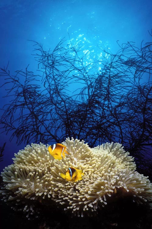 Mat anemone and Allard's anemonefish (Amphiprion allardi) in the ocean