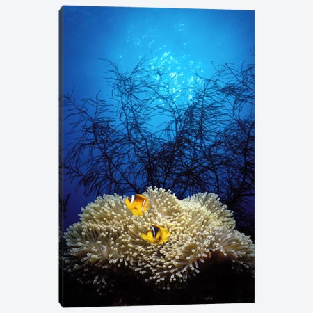Mat anemone and Allard's anemonefish (Amphiprion allardi) in the ocean Canvas Print #PIM7689} by Panoramic Images Canvas Print