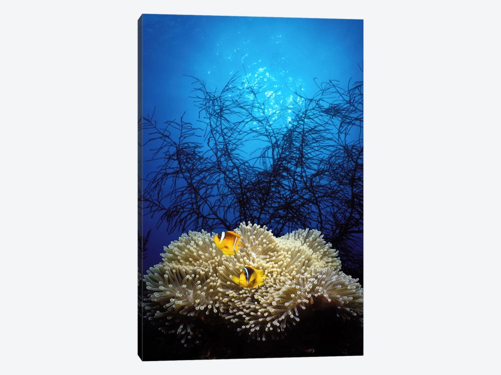 Mat anemone and Allard's anemonefish (Amphiprion allardi) in the ocean by Panoramic Images 1-piece Canvas Print