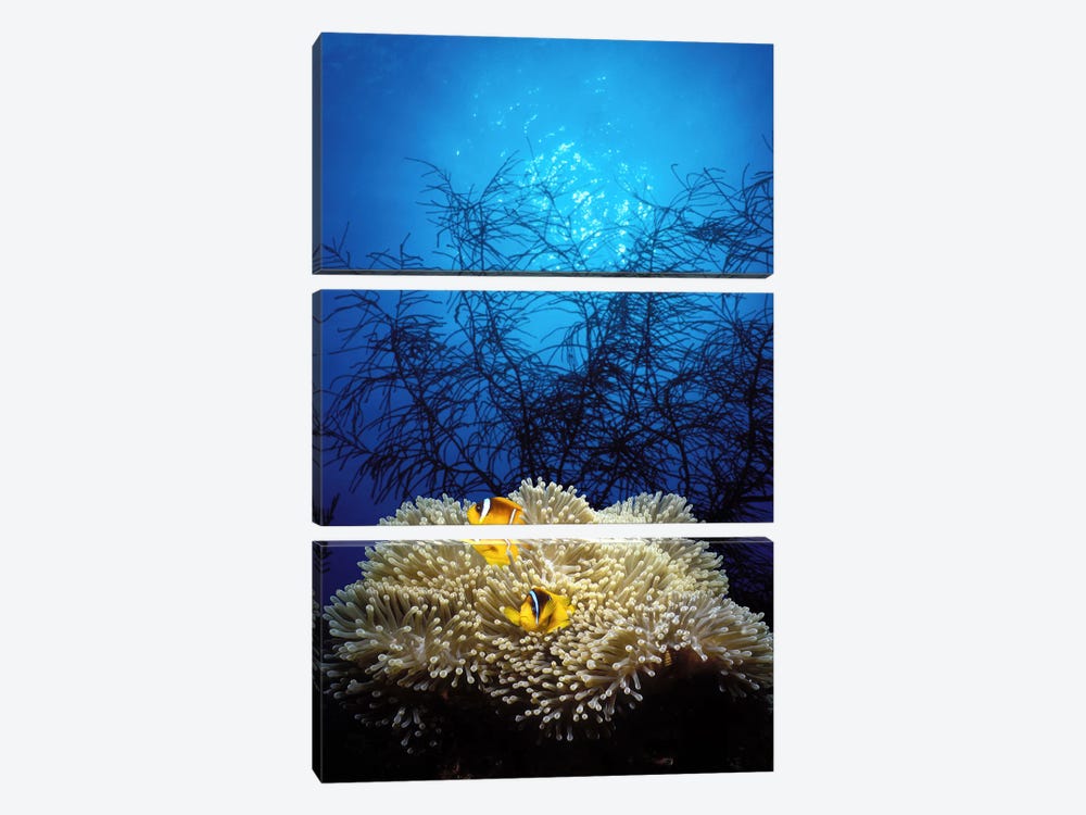 Mat anemone and Allard's anemonefish (Amphiprion allardi) in the ocean by Panoramic Images 3-piece Canvas Art Print