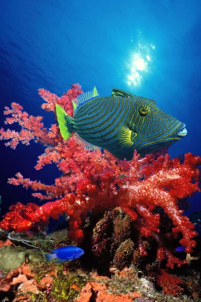 Orange-Lined triggerfish (Balistapus undulatus) and soft corals in the ocean by Panoramic Images framed canvas print