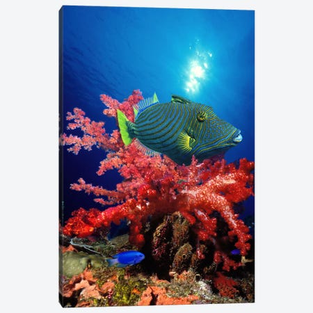 Orange-Lined triggerfish (Balistapus undulatus) and soft corals in the ocean Canvas Print #PIM7690} by Panoramic Images Canvas Art