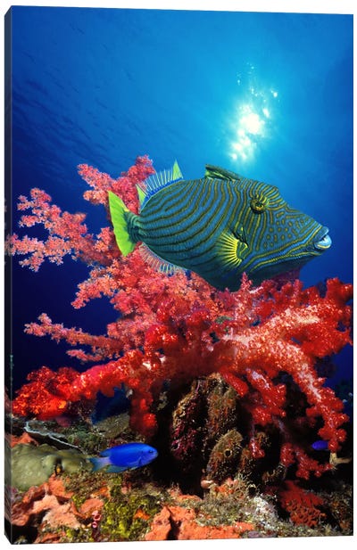 Orange-Lined triggerfish (Balistapus undulatus) and soft corals in the ocean Canvas Art Print - Coral Art
