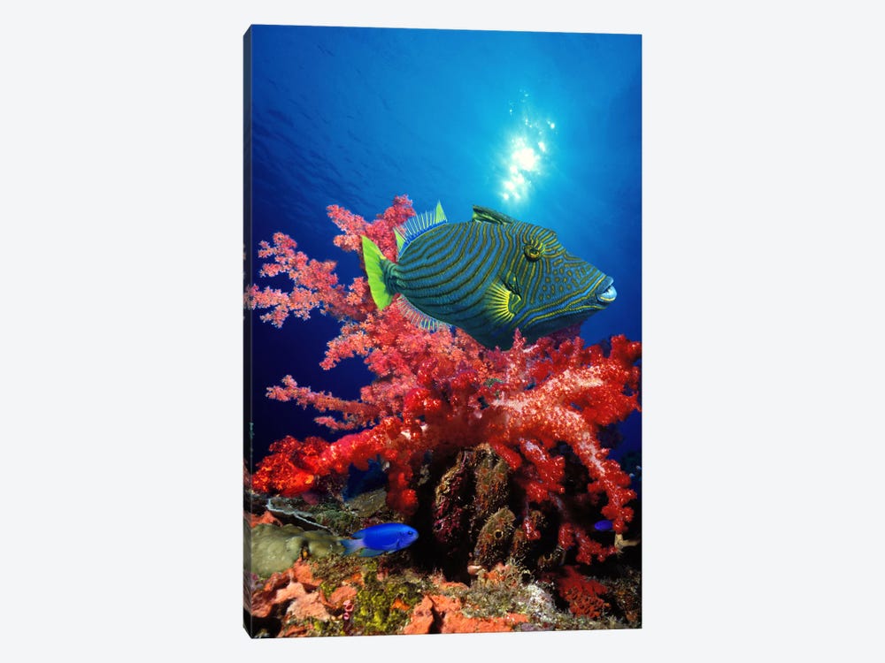 Orange-Lined triggerfish (Balistapus undulatus) and soft corals in the ocean by Panoramic Images 1-piece Art Print