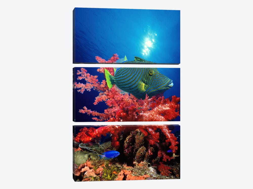 Orange-Lined triggerfish (Balistapus undulatus) and soft corals in the ocean by Panoramic Images 3-piece Canvas Print