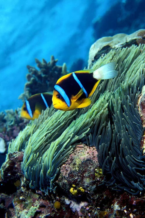 Allard's anemonefish (Amphiprion allardi) in the ocean