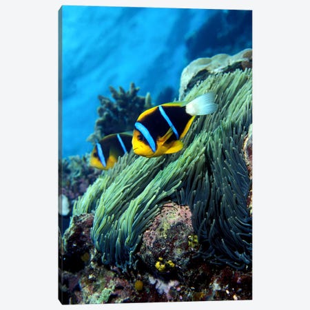 Allard's anemonefish (Amphiprion allardi) in the ocean Canvas Print #PIM7691} by Panoramic Images Canvas Artwork