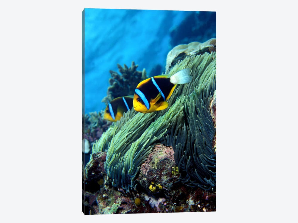 Allard's anemonefish (Amphiprion allardi) in the ocean by Panoramic Images 1-piece Canvas Wall Art