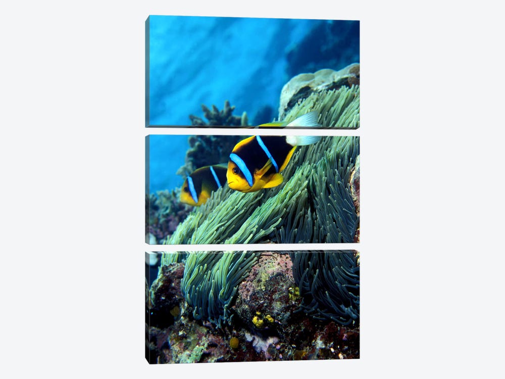 Allard's anemonefish (Amphiprion allardi) in the ocean by Panoramic Images 3-piece Canvas Wall Art