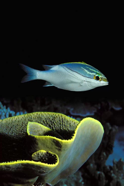 Two-Lined monocle bream (Scolopsis bilineata) and coral in the ocean