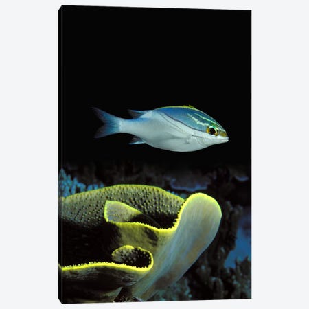 Two-Lined monocle bream (Scolopsis bilineata) and coral in the ocean Canvas Print #PIM7692} by Panoramic Images Canvas Art
