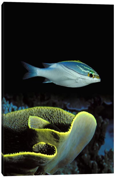 Two-Lined monocle bream (Scolopsis bilineata) and coral in the ocean Canvas Art Print - Sea Life Art