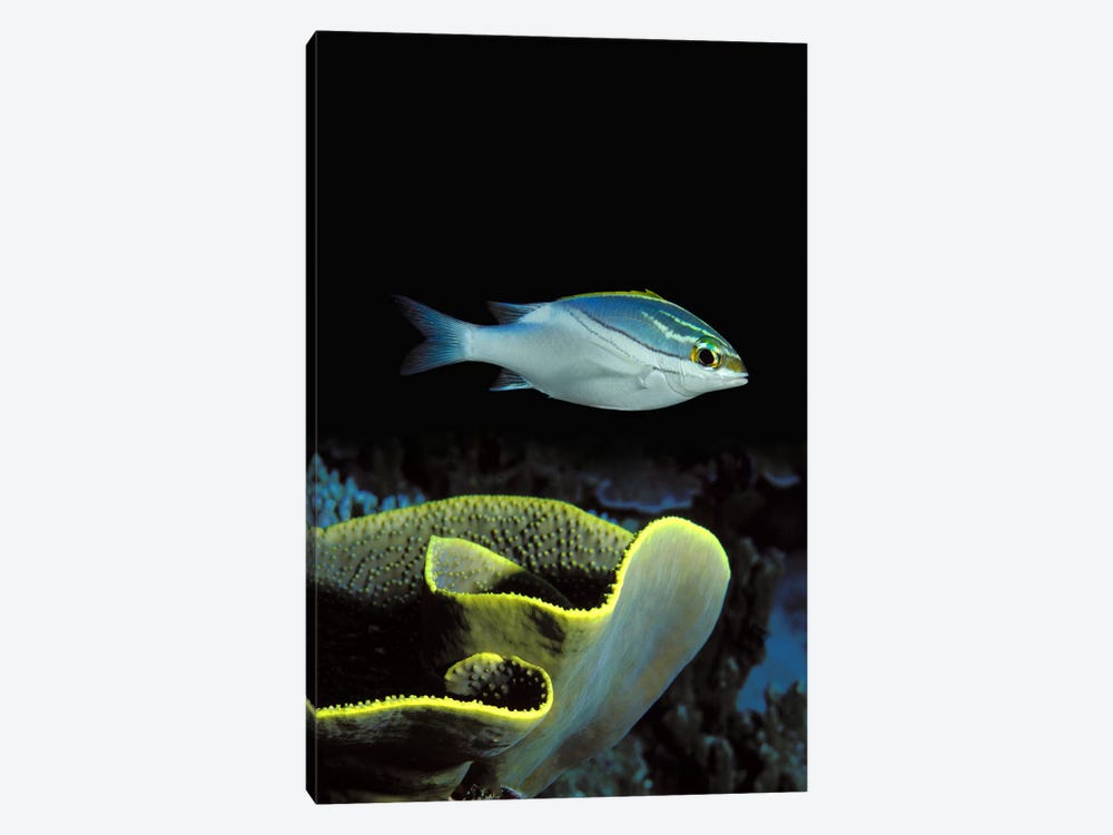 Two-Lined monocle bream (Scolopsis bilineata) and coral in the ocean by Panoramic Images 1-piece Art Print
