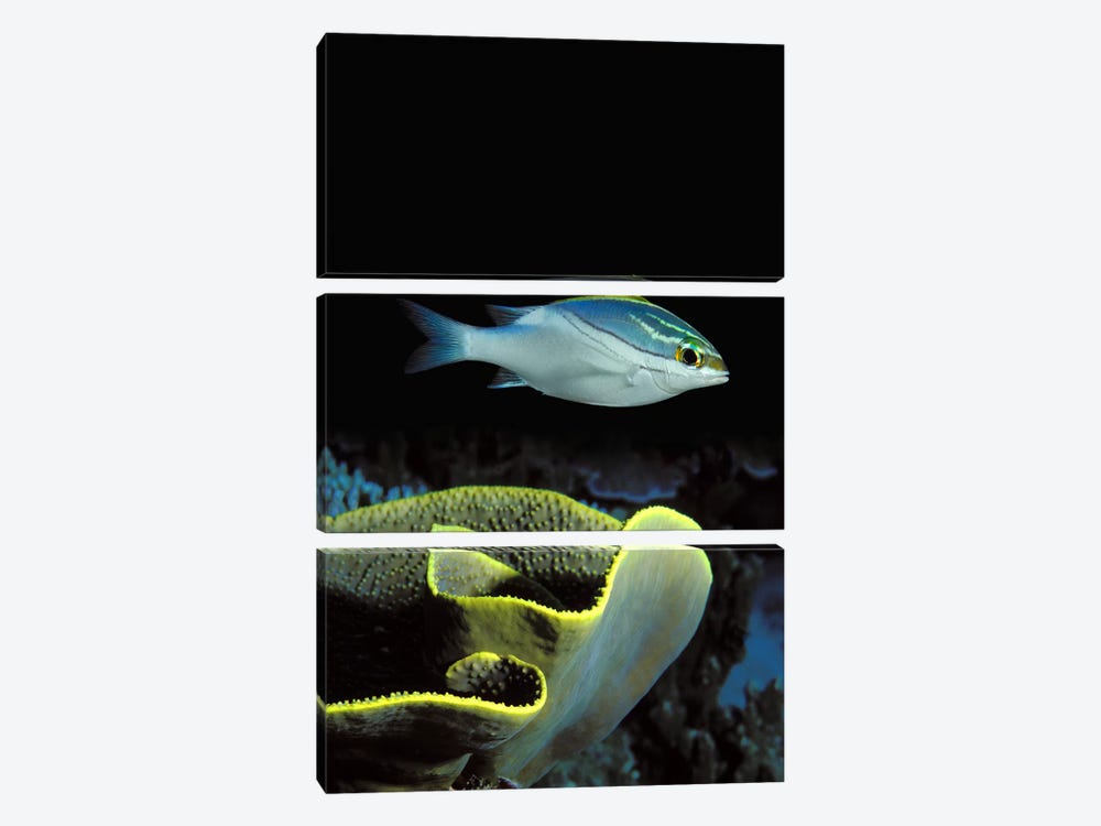 Two-Lined monocle bream (Scolopsis bilineata) and coral in the ocean by Panoramic Images 3-piece Art Print