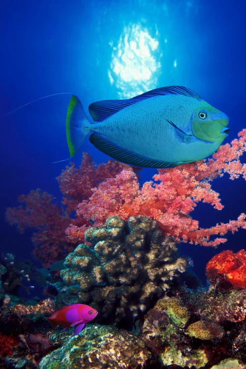 Vlamings unicornfish and Squarespot anthias (Pseudanthias pleurotaenia) with soft corals in the ocean