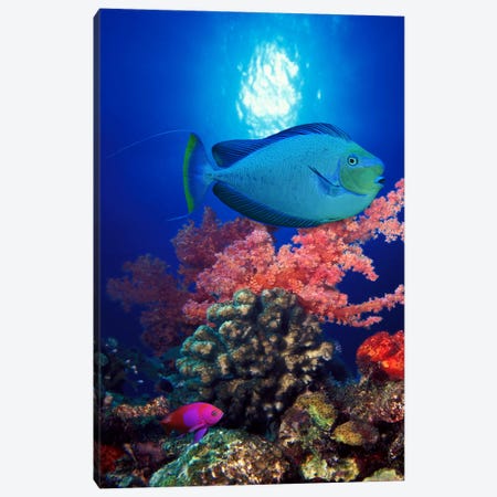 Vlamings unicornfish and Squarespot anthias (Pseudanthias pleurotaenia) with soft corals in the ocean Canvas Print #PIM7693} by Panoramic Images Canvas Wall Art