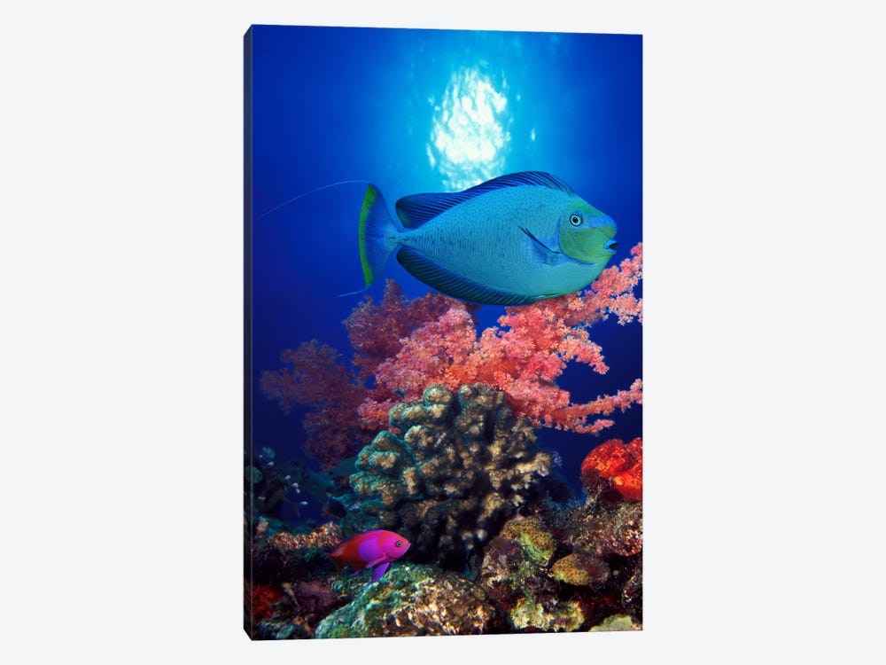 Vlamings unicornfish and Squarespot anthias (Pseudanthias pleurotaenia) with soft corals in the ocean by Panoramic Images 1-piece Canvas Wall Art