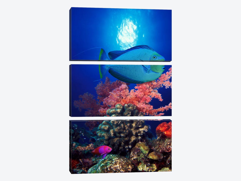 Vlamings unicornfish and Squarespot anthias (Pseudanthias pleurotaenia) with soft corals in the ocean by Panoramic Images 3-piece Canvas Wall Art
