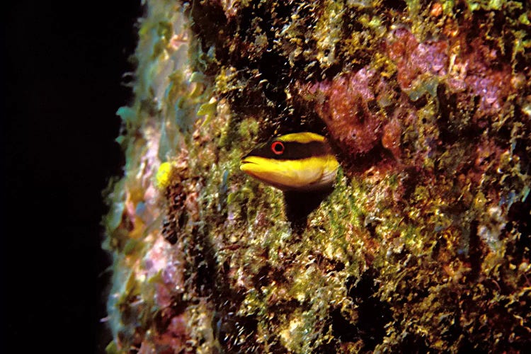 Wrasse blenny in coral wall in the sea