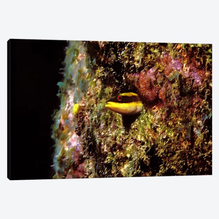 Wrasse blenny in coral wall in the sea Canvas Print #PIM7694} by Panoramic Images Canvas Art Print