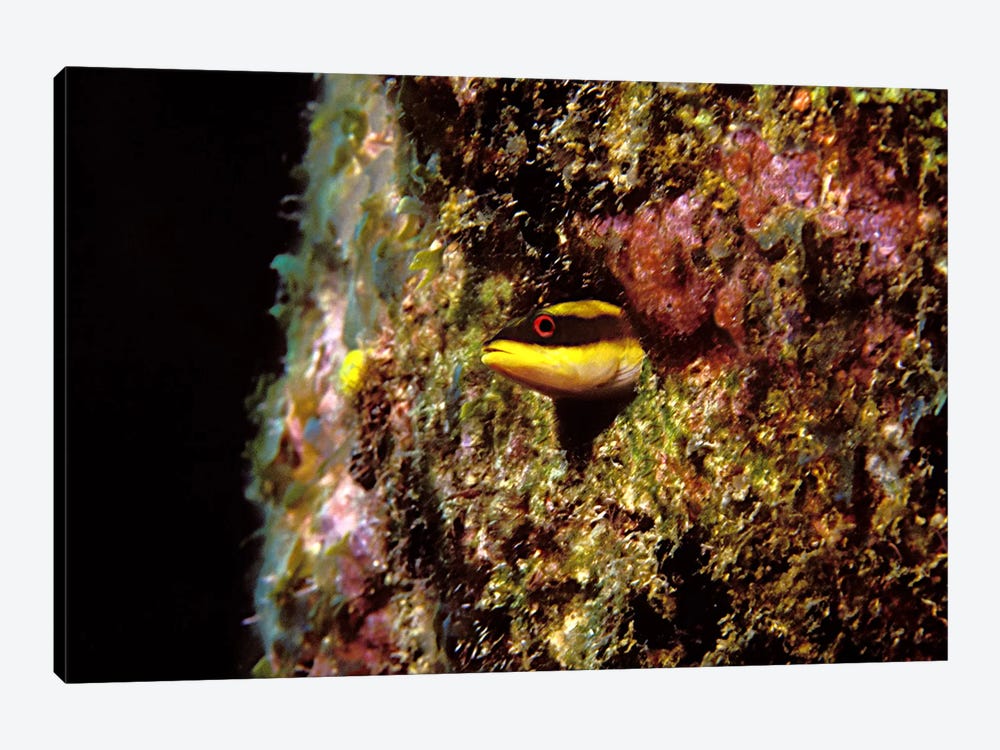 Wrasse blenny in coral wall in the sea by Panoramic Images 1-piece Art Print